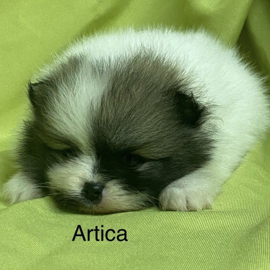 chiot Spitz allemand ARTICA spitz nain à réserver Domaine de la Chantelaie  