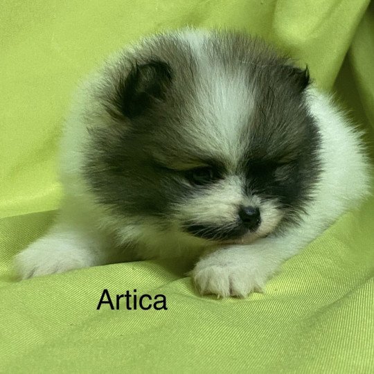 chiot Spitz allemand ARTICA spitz nain à réserver Domaine de la Chantelaie  