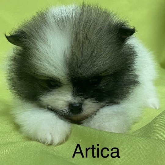 chiot Spitz allemand ARTICA spitz nain à réserver Domaine de la Chantelaie  