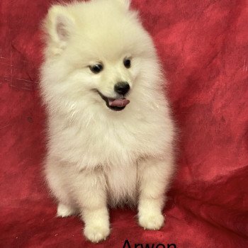 ARWEN spitz nain Mâle Spitz allemand