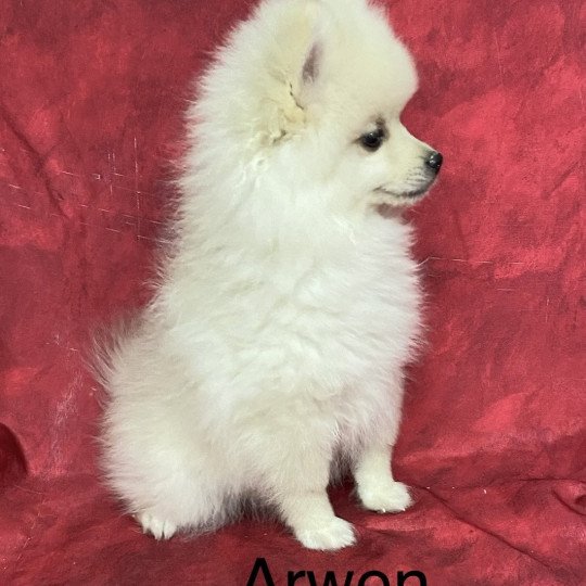 chiot Spitz allemand ARWEN spitz nain Domaine de la Chantelaie  