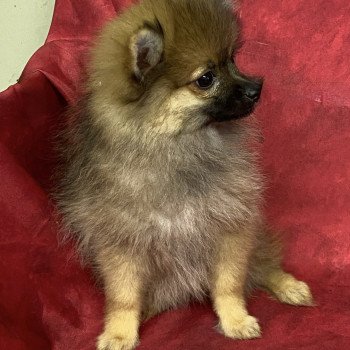 ASCANE spitz naine Femelle Spitz allemand