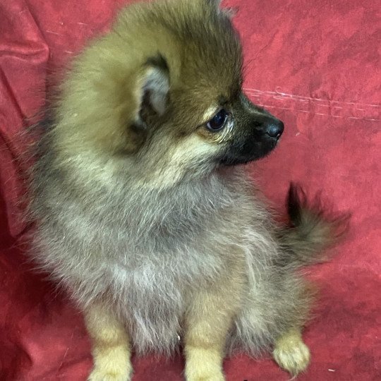chiot Spitz allemand ASCANE spitz naine Domaine de la Chantelaie  