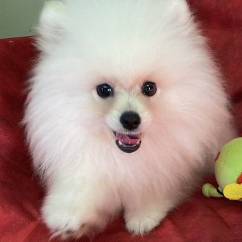 ASHIL spitz  poméranien Mâle Spitz allemand