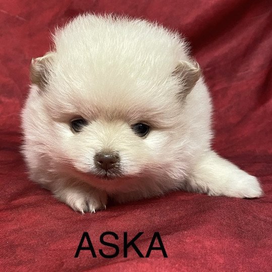 chiot Spitz allemand ASKA spitz à réserver Domaine de la Chantelaie  