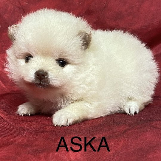 chiot Spitz allemand ASKA spitz à réserver Domaine de la Chantelaie  