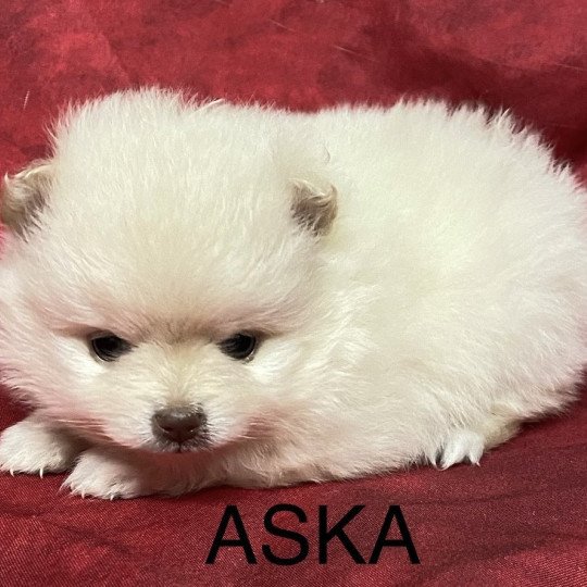 chiot Spitz allemand ASKA spitz à réserver Domaine de la Chantelaie  