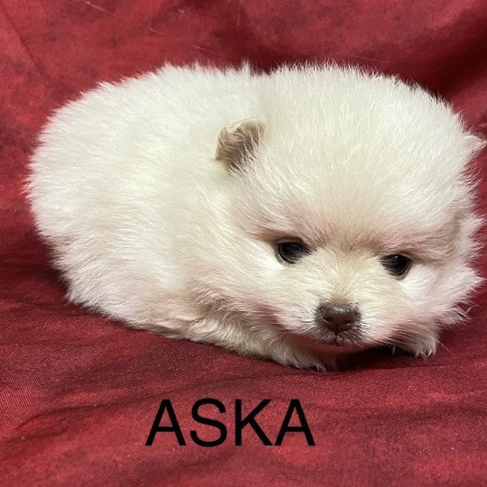 chiot Spitz allemand ASKA spitz à réserver Domaine de la Chantelaie  