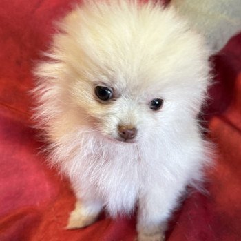 ASKA spitz extra naine à réserver Femelle Spitz allemand