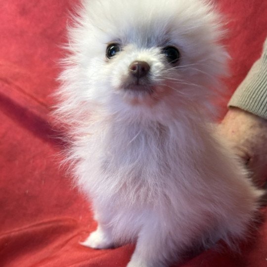 chiot Spitz allemand ASKA spitz à réserver Domaine de la Chantelaie  