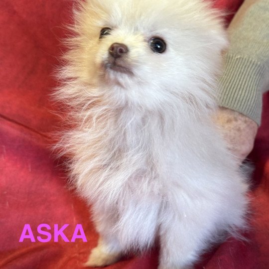 chiot Spitz allemand ASKA spitz à réserver Domaine de la Chantelaie  