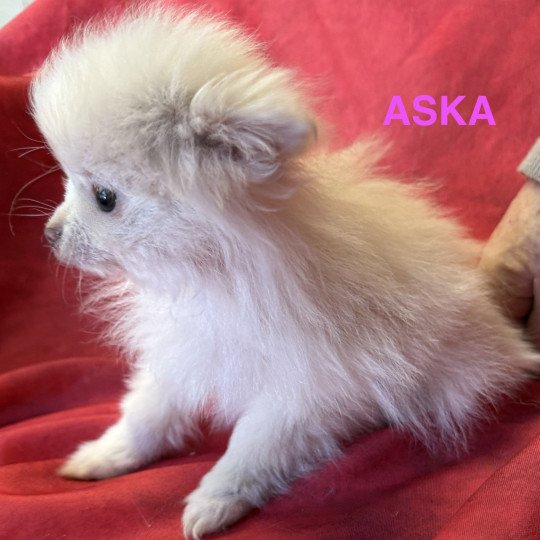 chiot Spitz allemand ASKA spitz à réserver Domaine de la Chantelaie  