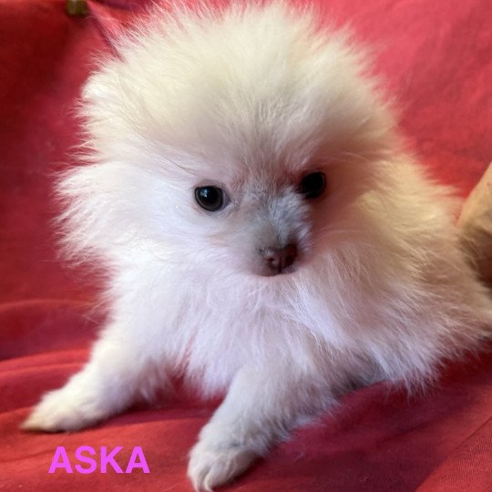 chiot Spitz allemand ASKA spitz à réserver Domaine de la Chantelaie  