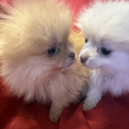 chiot Spitz allemand ASKA spitz à réserver Domaine de la Chantelaie  