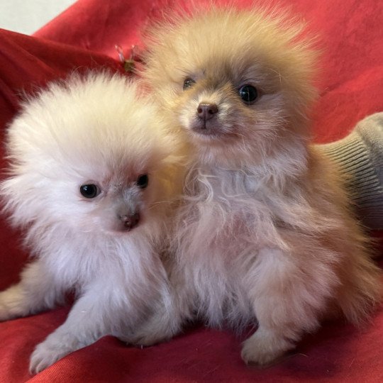 chiot Spitz allemand ASKA spitz à réserver Domaine de la Chantelaie  