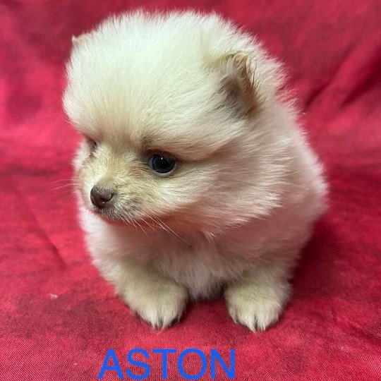 chiot Spitz allemand ASTON Spitz à réserver Domaine de la Chantelaie  