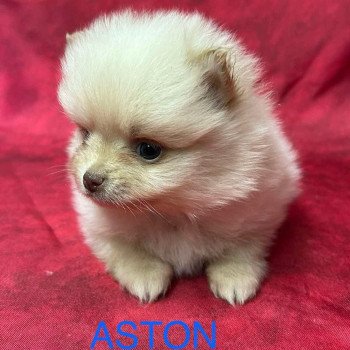 ASTON Spitz Nain à réserver Mâle Spitz allemand