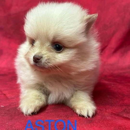 chiot Spitz allemand ASTON Spitz à réserver Domaine de la Chantelaie  