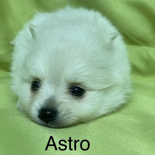 chiot Spitz allemand ASTRO spitz à réserver Domaine de la Chantelaie  