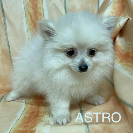 chiot Spitz allemand Blanc ASTRO spitz Domaine de la Chantelaie  