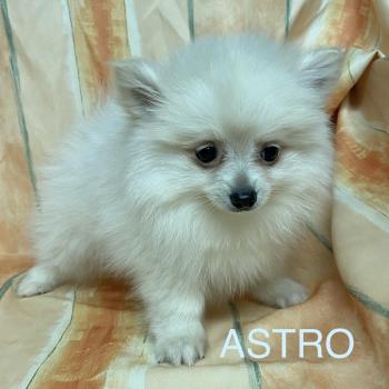 ASTRO spitz Mâle Spitz allemand