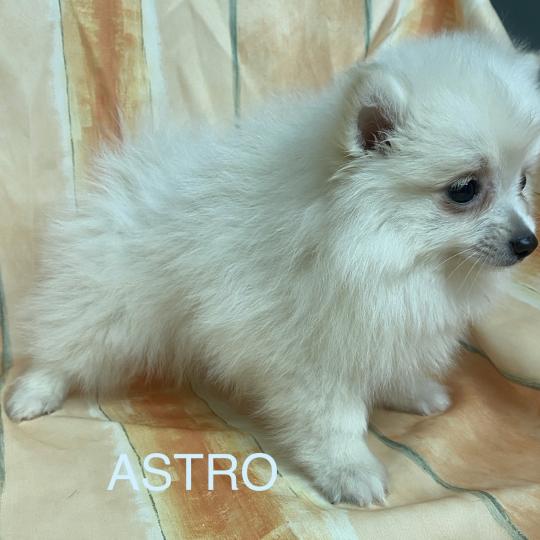 chiot Spitz allemand Blanc ASTRO spitz Domaine de la Chantelaie  