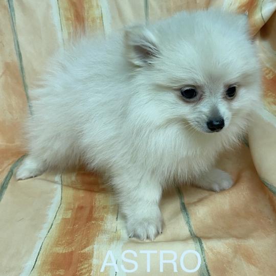 chiot Spitz allemand Blanc ASTRO spitz Domaine de la Chantelaie  