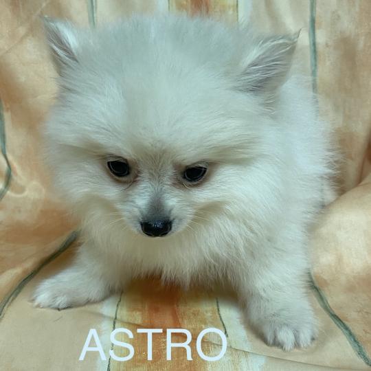 chiot Spitz allemand Blanc ASTRO spitz Domaine de la Chantelaie  
