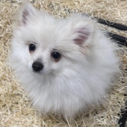 chiot Spitz allemand Blanc ASTRO spitz Domaine de la Chantelaie  