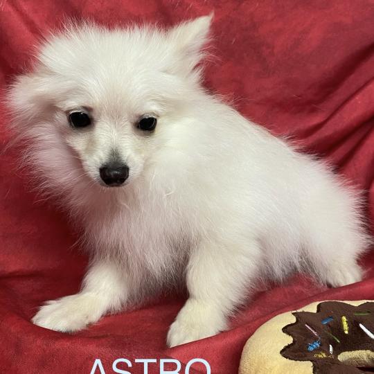 chiot Spitz allemand Blanc ASTRO spitz nain disponible Domaine de la Chantelaie  