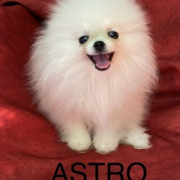 ASTRO Spitz nain poméranien Mâle Spitz allemand