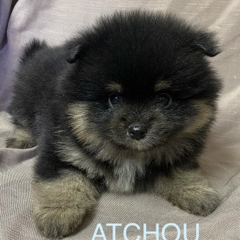 ATCHOU spitz à réserver Mâle Spitz allemand
