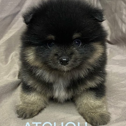 chiot Spitz allemand ATCHOU spitz à réserver Domaine de la Chantelaie  