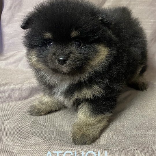 chiot Spitz allemand ATCHOU spitz à réserver Domaine de la Chantelaie  