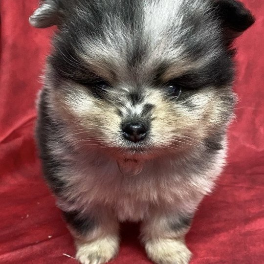 chiot Spitz allemand ATÉA spitz à réserver Domaine de la Chantelaie  