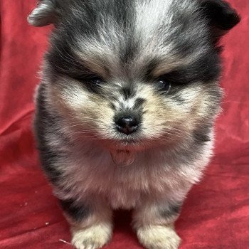 ATÉA spitz à réserver Femelle Spitz allemand