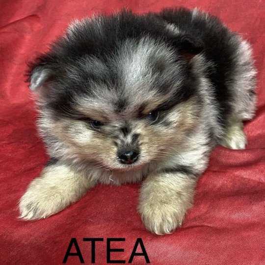chiot Spitz allemand ATÉA spitz à réserver Domaine de la Chantelaie  