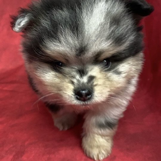 chiot Spitz allemand ATÉA spitz à réserver Domaine de la Chantelaie  