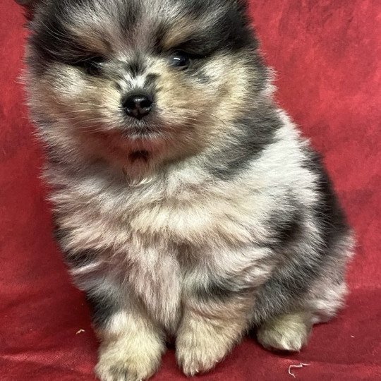 chiot Spitz allemand ATÉA spitz à réserver Domaine de la Chantelaie  