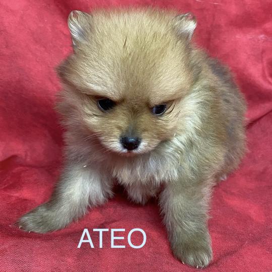 chiot Spitz allemand ATÉO spitz à réserver Domaine de la Chantelaie  