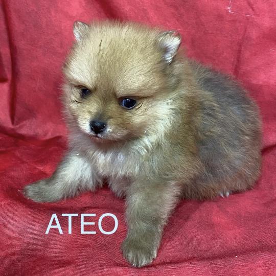 chiot Spitz allemand ATÉO spitz à réserver Domaine de la Chantelaie  