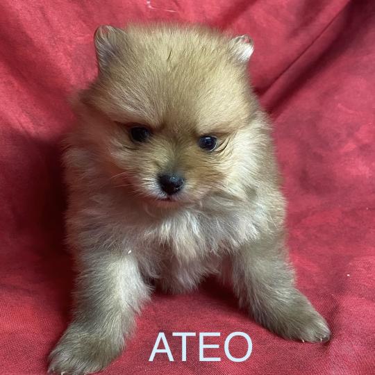 chiot Spitz allemand ATÉO spitz à réserver Domaine de la Chantelaie  