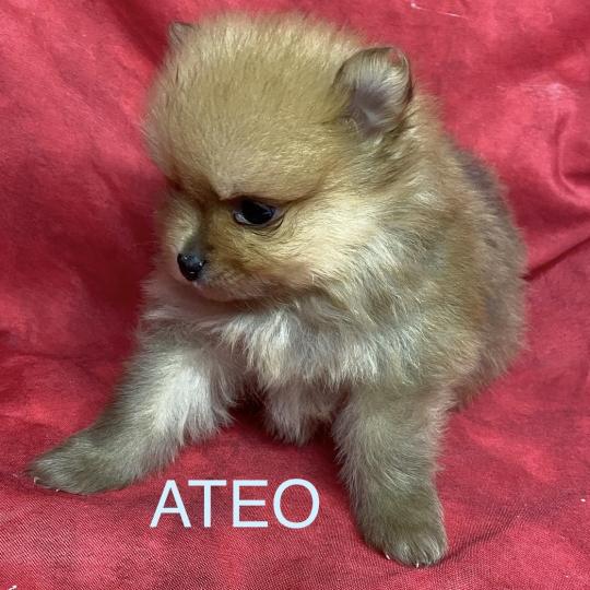 chiot Spitz allemand ATÉO spitz à réserver Domaine de la Chantelaie  