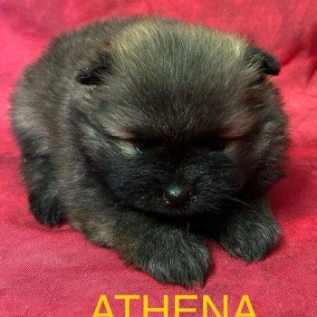 ATHENA spitz Femelle Spitz allemand