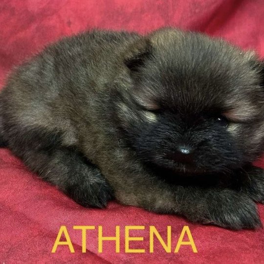 chiot Spitz allemand ATHENA spitz à réserver Domaine de la Chantelaie  