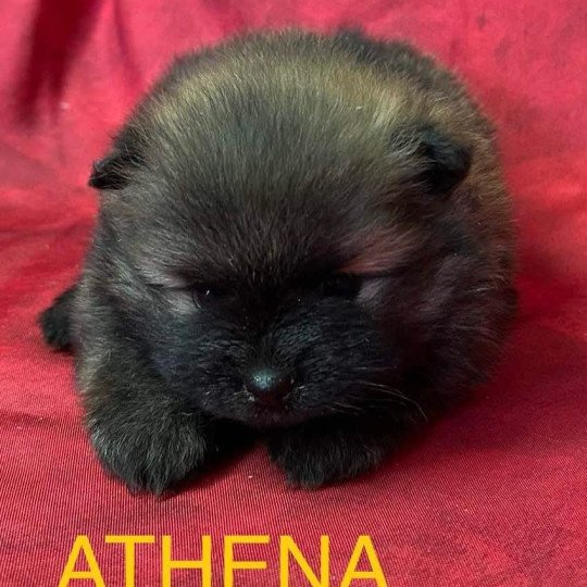 chiot Spitz allemand ATHENA spitz à réserver Domaine de la Chantelaie  