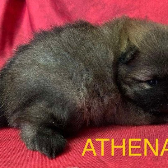 chiot Spitz allemand ATHENA spitz à réserver Domaine de la Chantelaie  