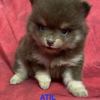 ATIL spitz nain Mâle Spitz allemand