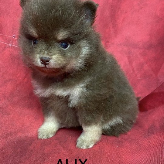 chiot Spitz allemand ATIL spitz nain Domaine de la Chantelaie  