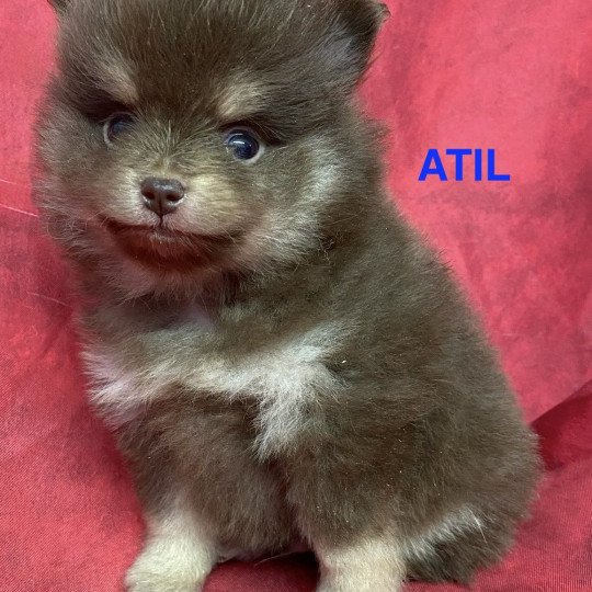 chiot Spitz allemand ATIL spitz nain Domaine de la Chantelaie  